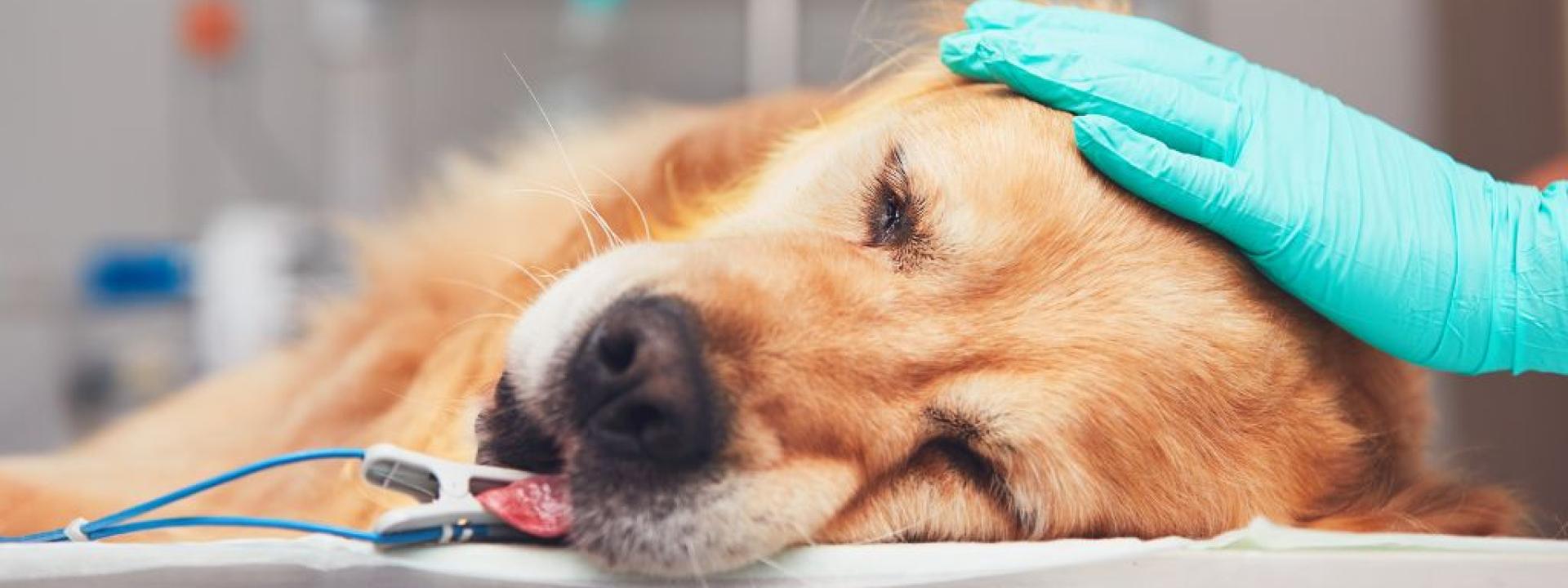 Golden retriever lying in the operating room before surgery after anesthesia.