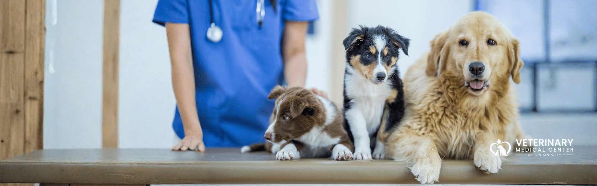 Puppies & Kittens Welcome - Start Healthy From Day One