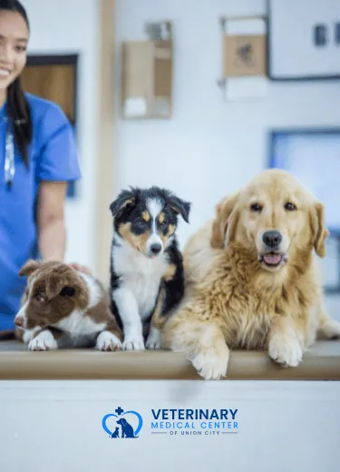 Puppies & Kittens Welcome - Start Healthy From Day One