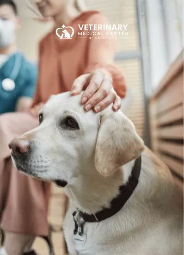 Complete Pet Dental Care with Expert Service