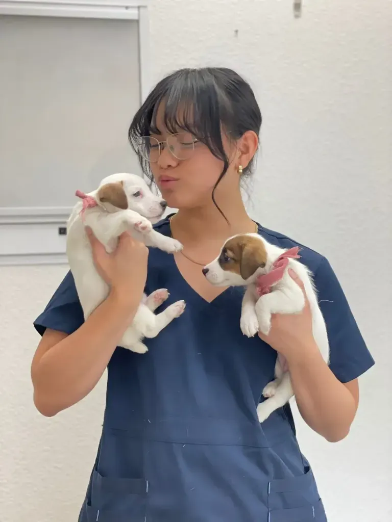 Pet care at Union City Veterinary Medical Center