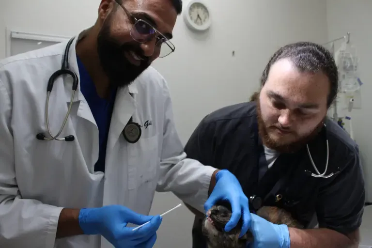 Pet at Union City Veterinary Medical Center